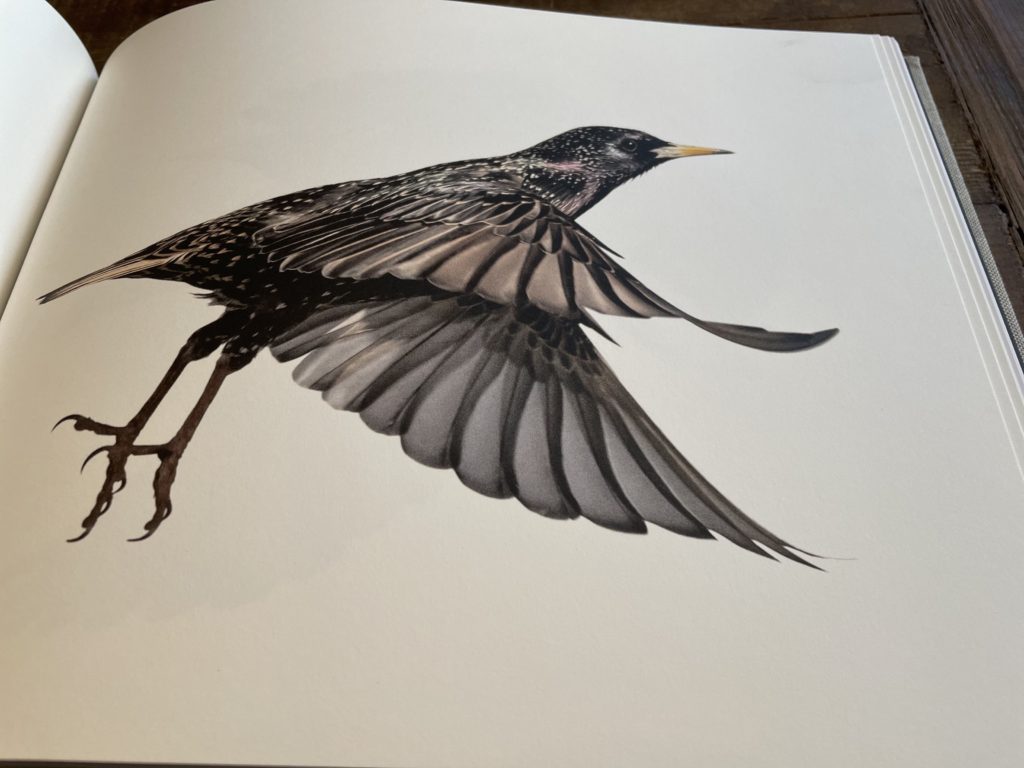 Søren Solkær の写真集 『black sun』