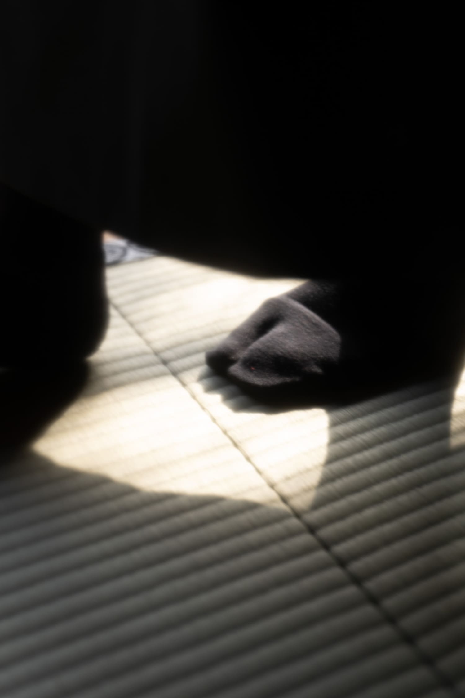 建仁寺 両足院 MINOTAUR INST. ミノトールインスト JIKU